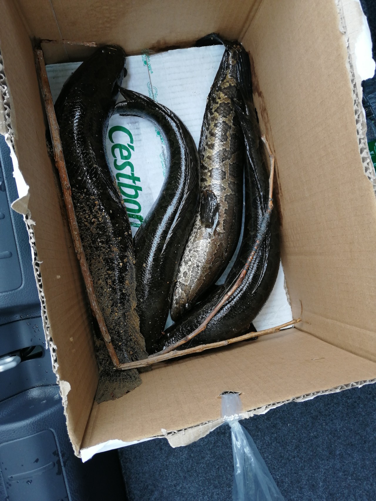 鱼口轻不中鱼掌握这三点轻松爆护,打黑障碍多鱼口滑怎么解决