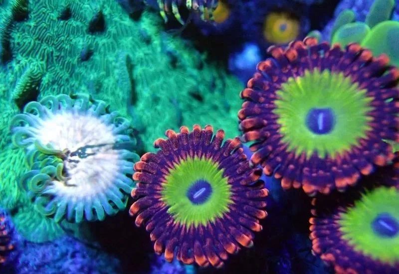 生死看淡不服就干古风打戏,生死看淡不服就干打一动物