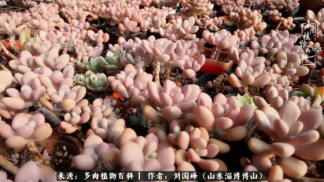 夏季多肉褪色前后对比,聊聊多肉夏季如何防护