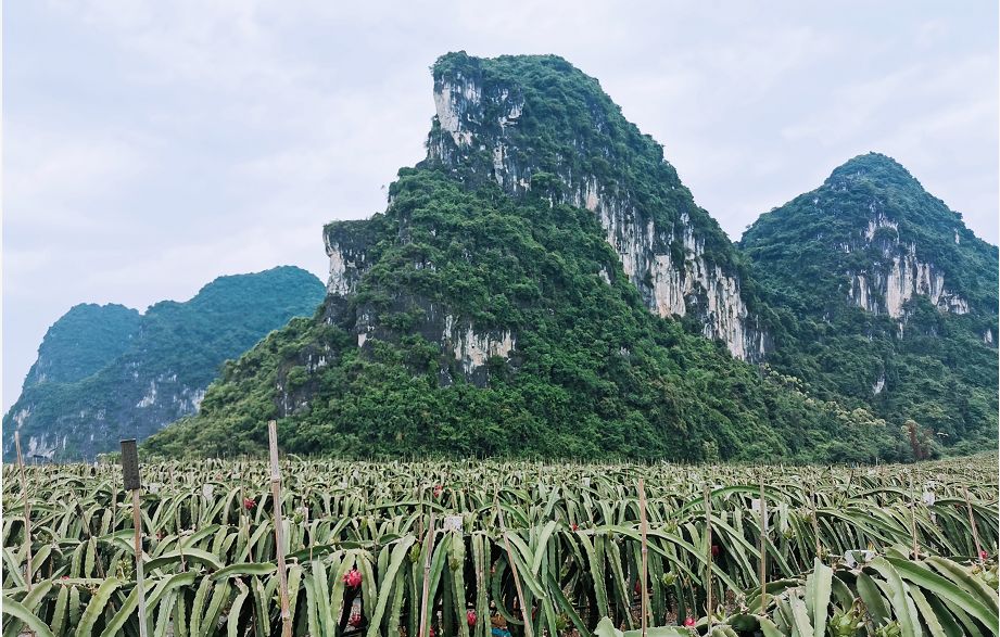 减肥届超热门必备轻食水果，高甜0酸还不发胖，一颗就饱腹