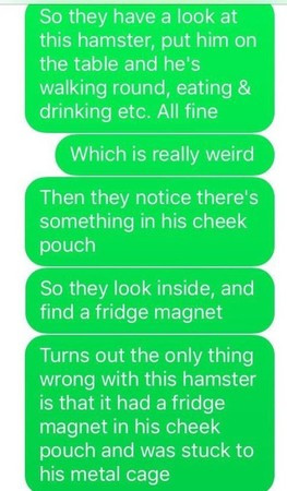 仓鼠不吃不喝3天，兽医破案：被磁铁吸住了