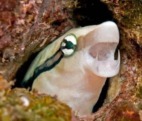 混养海缸鉴赏,混养大型海缸