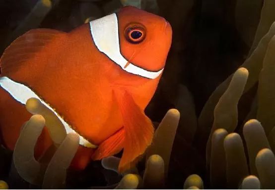 魟鱼混养黑名单,大型混养海缸