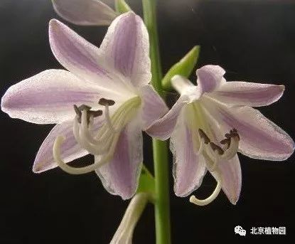 最耐寒的玉簪品种,北京植物园园艺