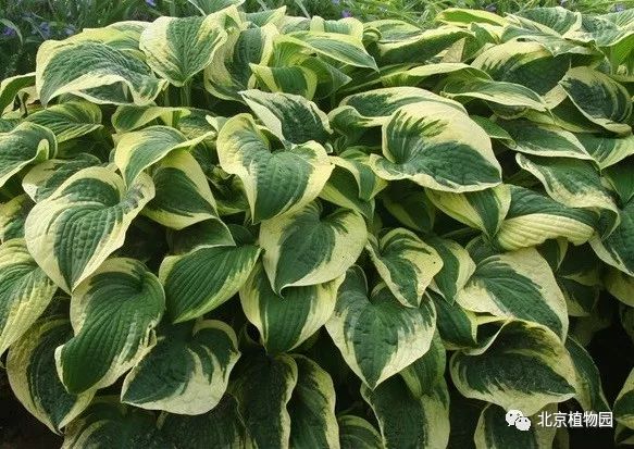 最耐寒的玉簪品种,北京植物园园艺