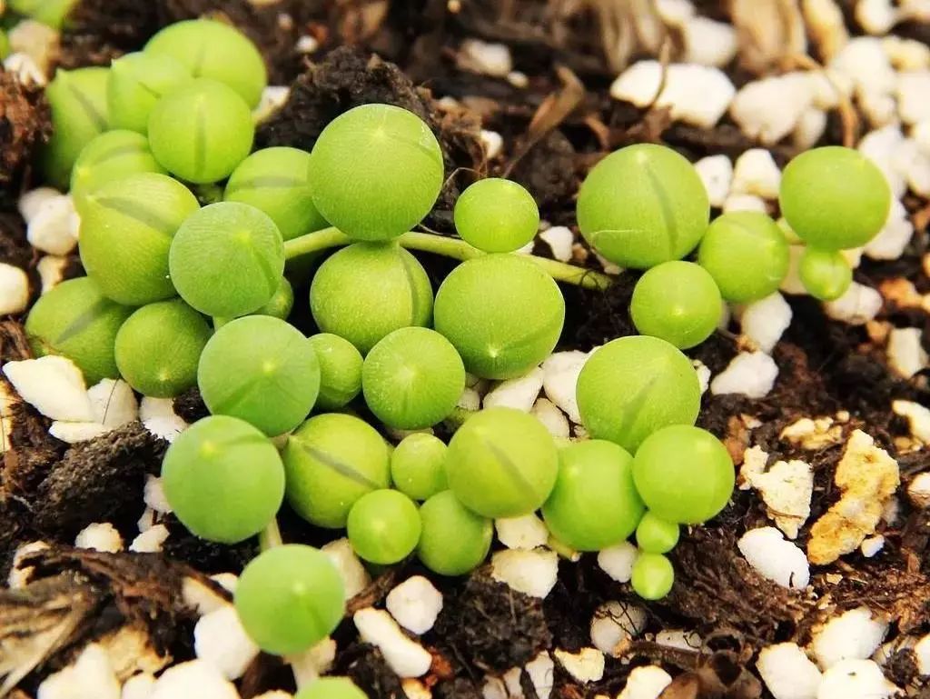 100种爬藤植物花墙,15种常用的园林观花爬藤植物