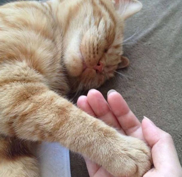 日本小丧猫凭“厌世脸”火遍全网,30w网友心都被萌化了…