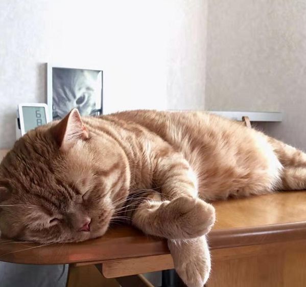 日本小丧猫凭“厌世脸”火遍全网,30w网友心都被萌化了…