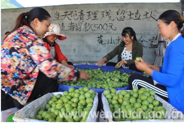 汶川青脆李上市小水果做成大产业
