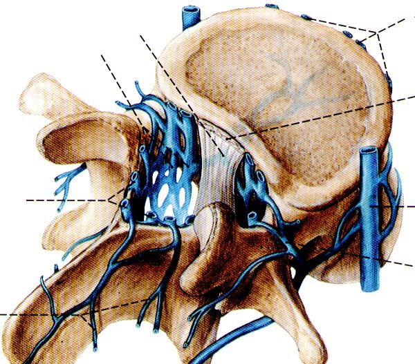 一分钟带你了解腰椎狭窄,椎管狭窄症知识大全