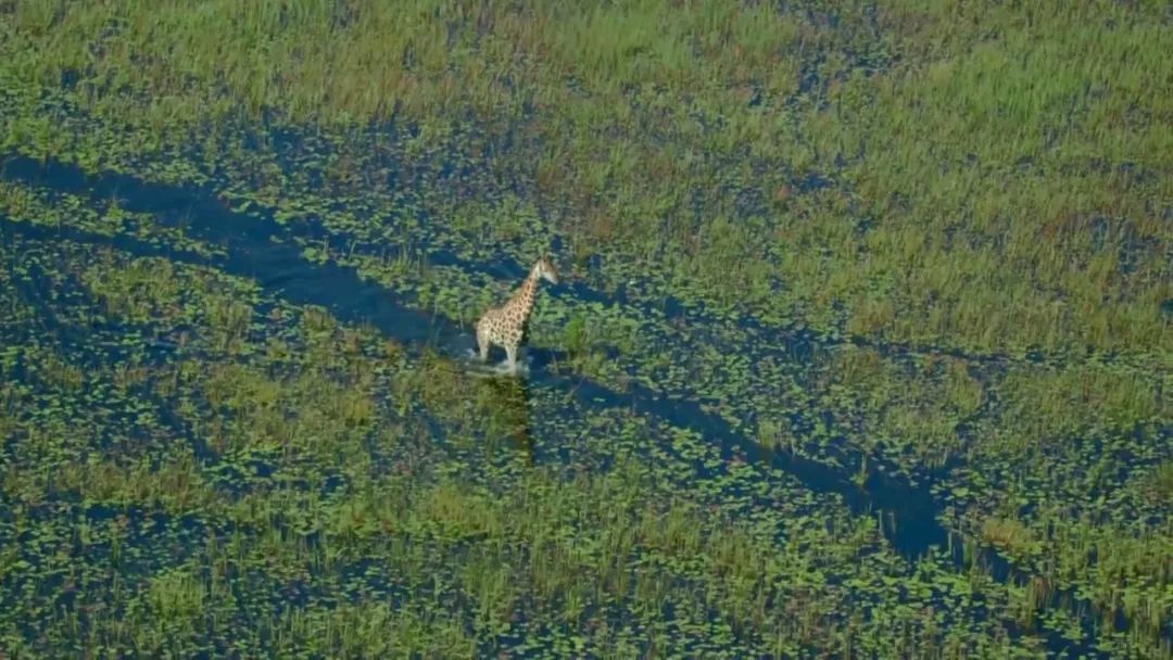 惊掉网友下巴的画面,豆瓣9.1分令人绝望