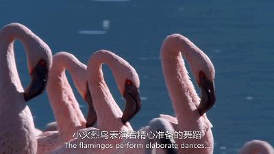 惊掉网友下巴的画面,豆瓣9.1分令人绝望