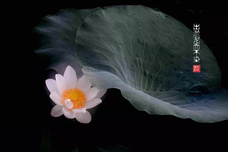 关于荷花和荷叶的生日祝福语,祝荷花生日快乐的话