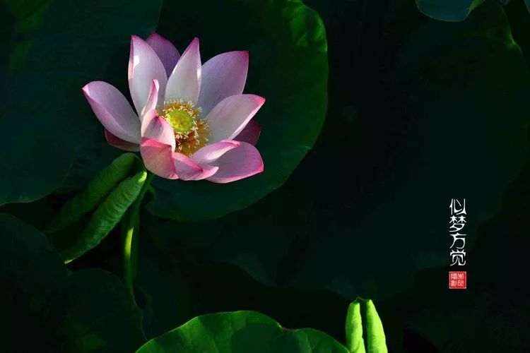 关于荷花和荷叶的生日祝福语,祝荷花生日快乐的话