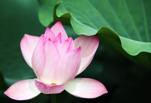 关于荷花唯美的诗句大全,最有意思的荷花诗词