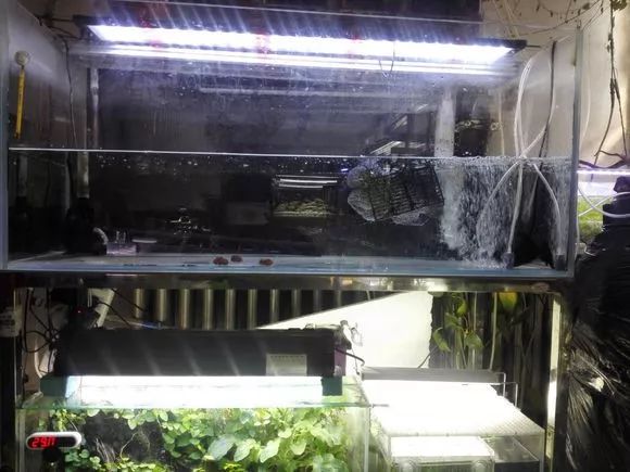 我的罗严重失鰾,都说救不活了但依旧给了我奇迹