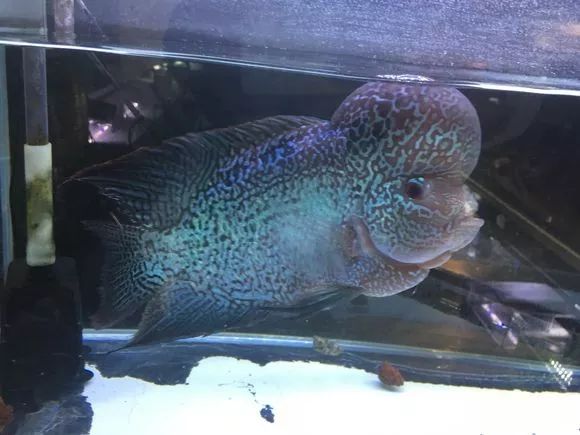 我的罗严重失鰾,都说救不活了但依旧给了我奇迹