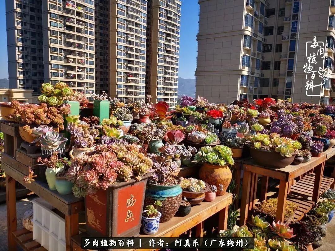 我的阳台“肉园”，看着它们，亦可醉生梦死了