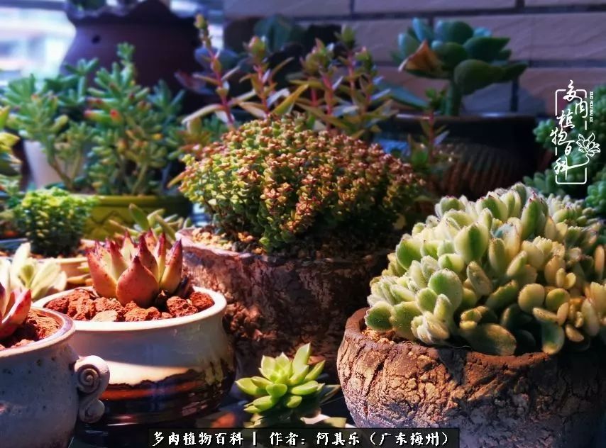 我的阳台“肉园”，看着它们，亦可醉生梦死了