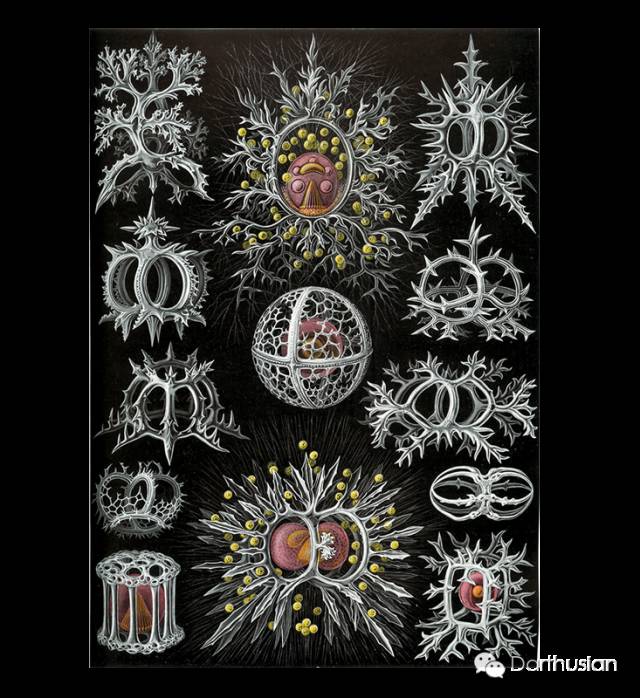 进化论是被科学家公认的正确的吗,进化论是假说还是被确认的科学