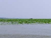 微山湖观荷花,青荷盖绿水微山湖十万亩荷花盛放