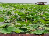 微山湖观荷花,青荷盖绿水微山湖十万亩荷花盛放