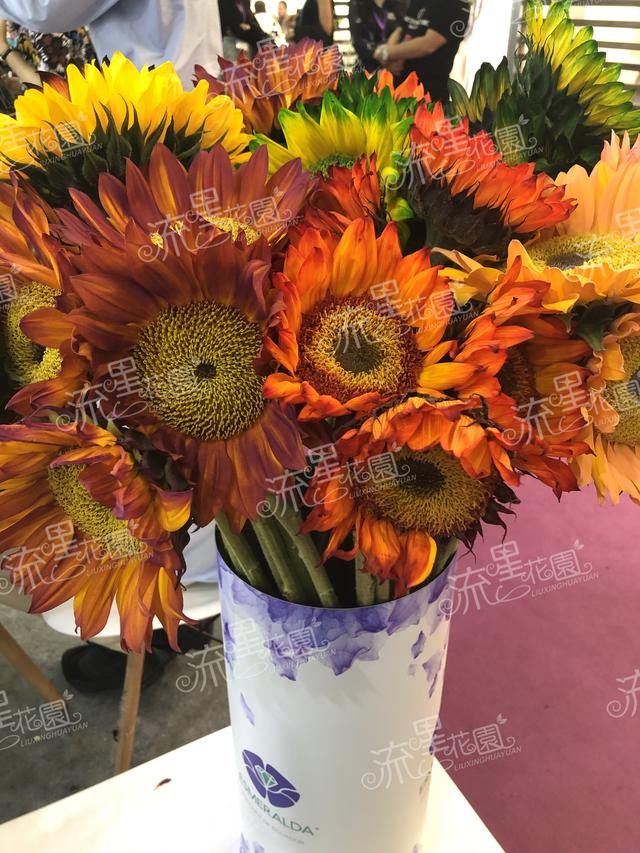 流星花园花店加盟费多少钱,流星花园鲜花店加盟