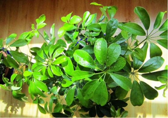 家里面养哪六种花最好,家里养多少种花好看风水好