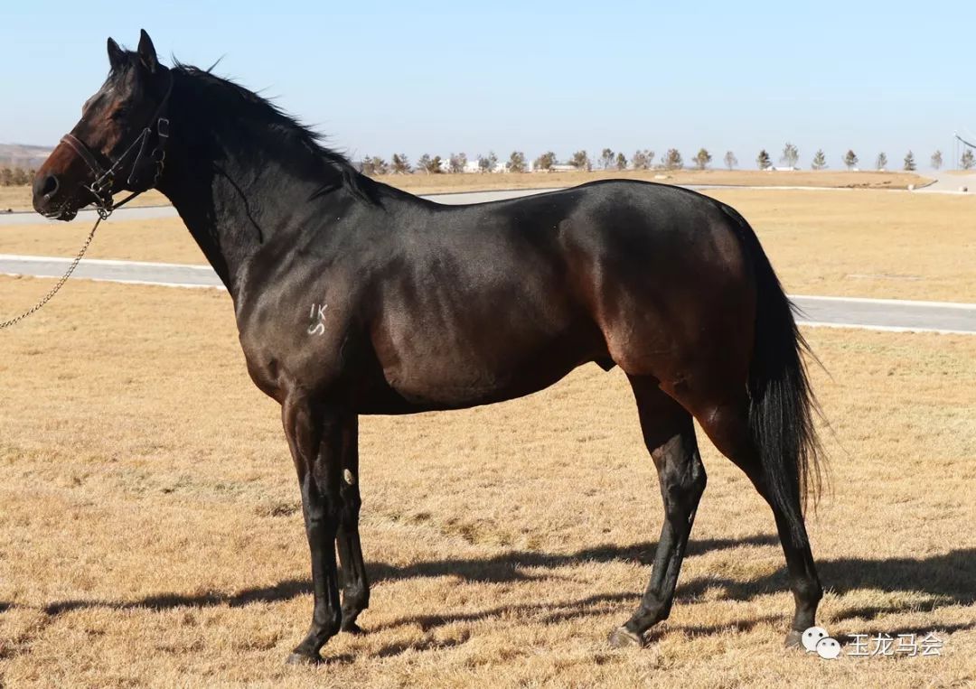 名马之后，发现无限“商机”！国际赛冠军登陆第六期“玉龙”马匹网络拍卖会