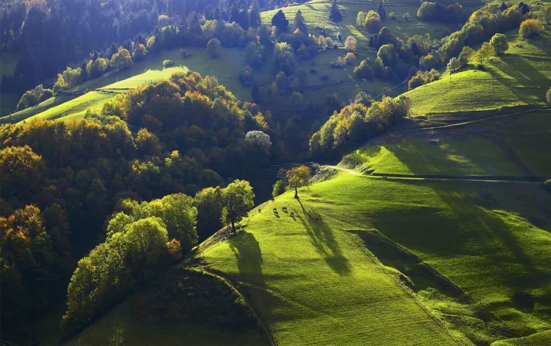 「旅游」喜欢烘焙的小伙伴当心啦！这款蛋糕用错原料可能面临牢狱之灾