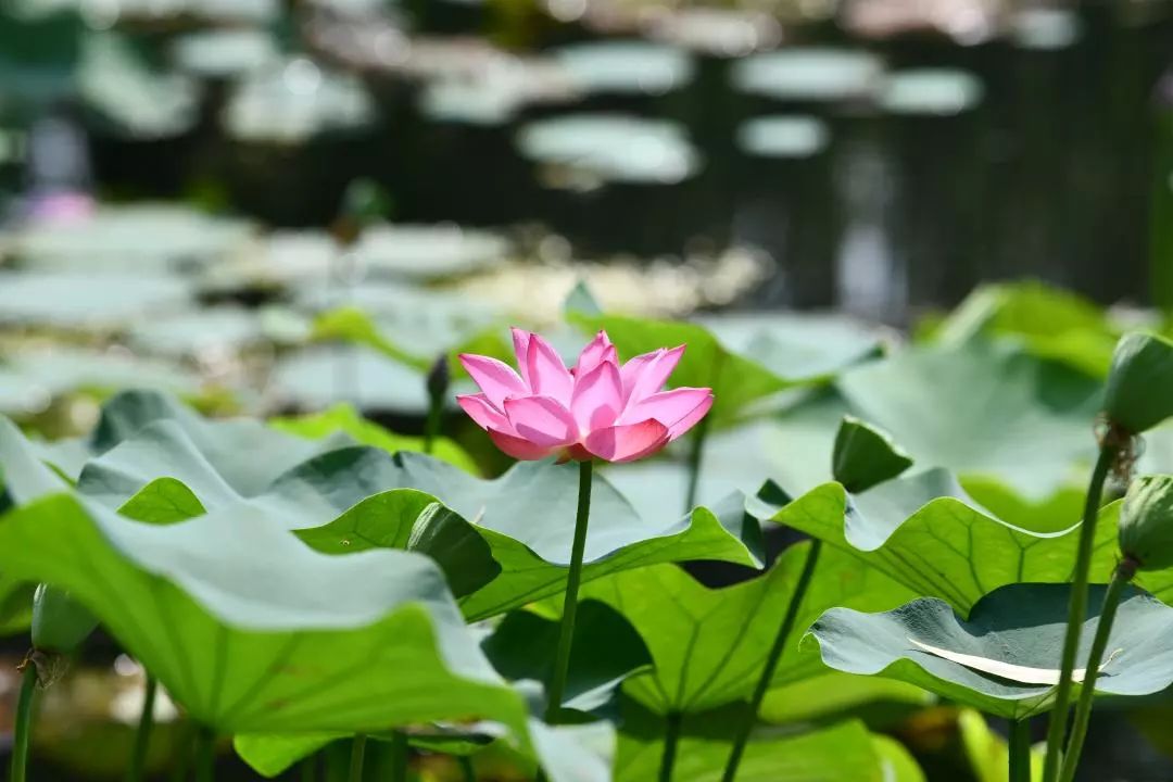 栾城区各村人口,栾城县各镇人口排名