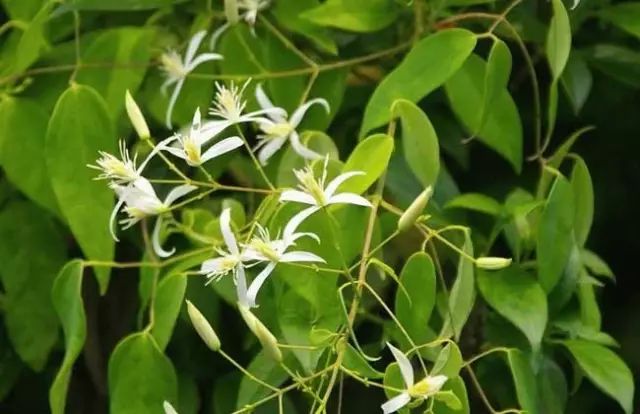 一吹即散的蒲公英图片,一吹就散的蒲公英什么意思