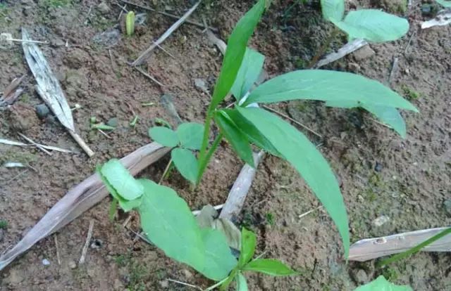 一吹即散的蒲公英图片,一吹就散的蒲公英抖音视频