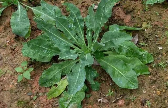 一吹就散的蒲公英抖音视频,一吹即散的蒲公英图片