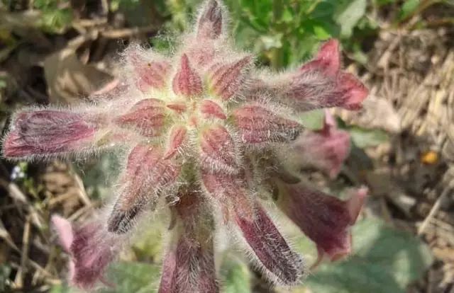 一吹即散的蒲公英图片,一吹就散的蒲公英抖音视频