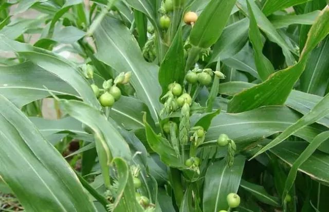 一吹就散的蒲公英就是弱不禁风,一吹就散的蒲公英什么地方有