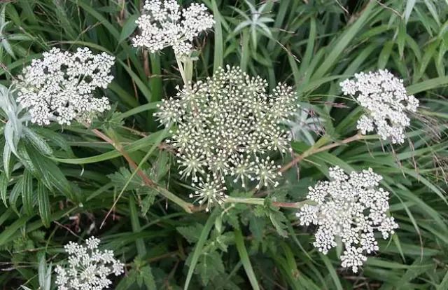 一吹就散的蒲公英就是弱不禁风,一吹就散的蒲公英什么地方有