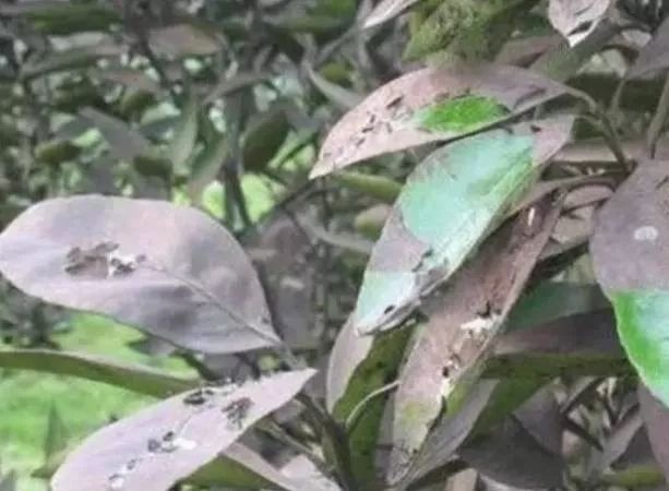 秋梢如何防治病虫害,注意秋梢之后的防落果管理