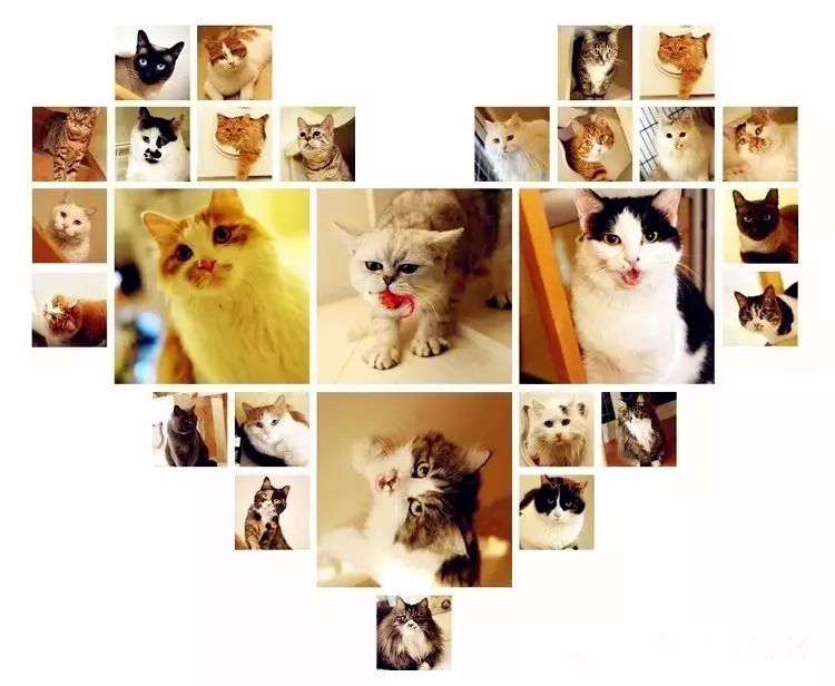 你做好准备领养一只猫了么？