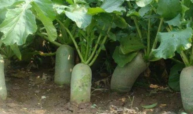 原计划种植畅销药材，后面依靠有机萝卜致富了