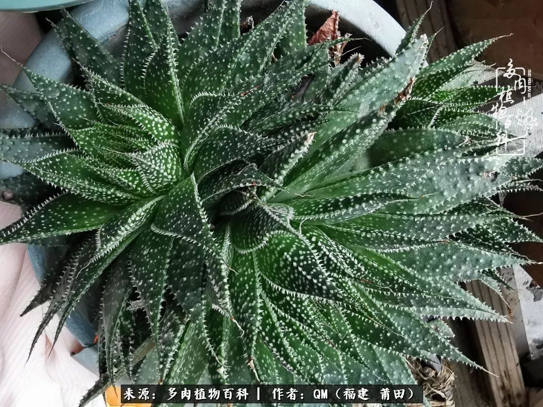 无尽的多肉!陪我走过七年人生之旅