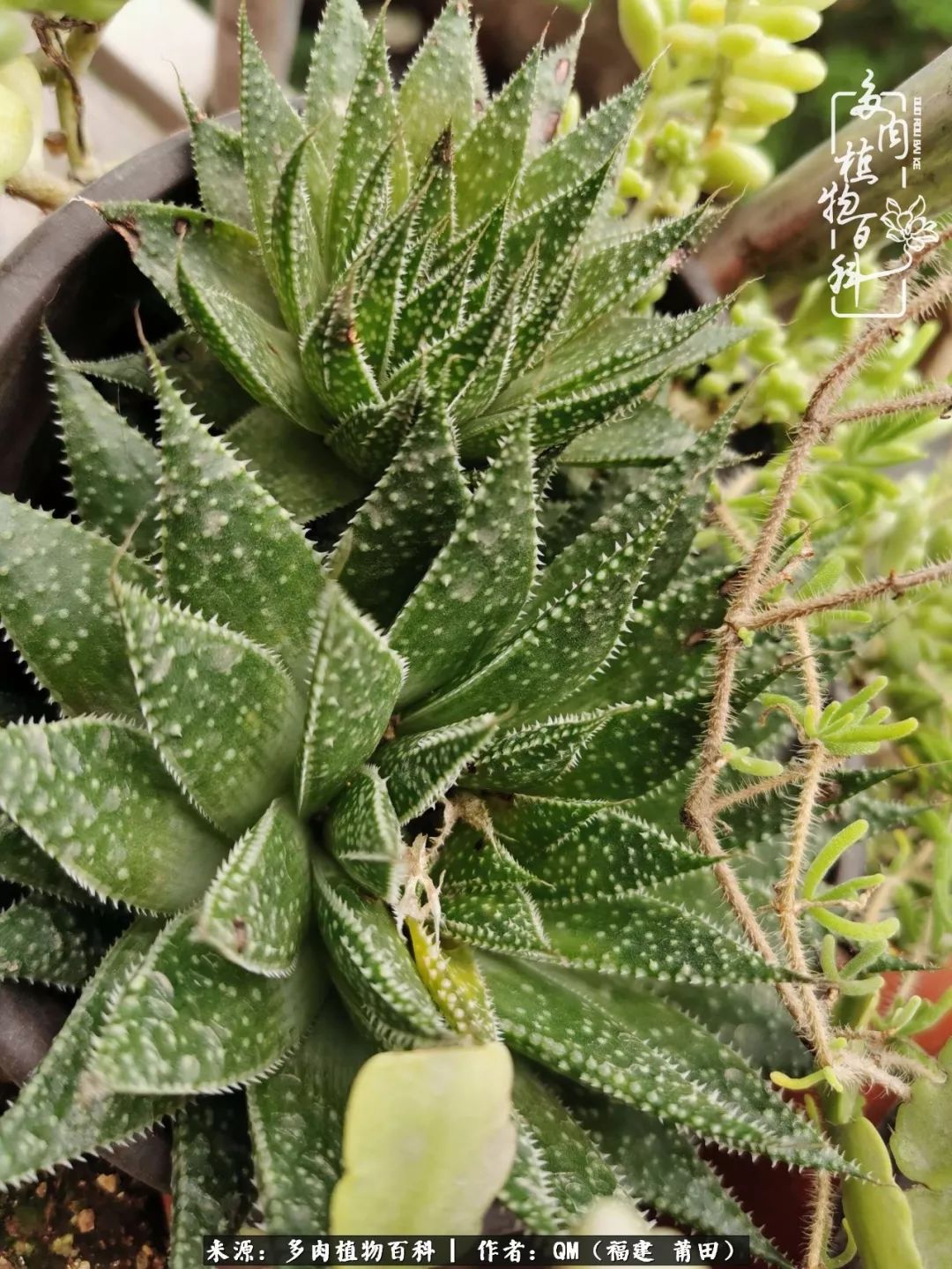 无尽的多肉!陪我走过七年人生之旅