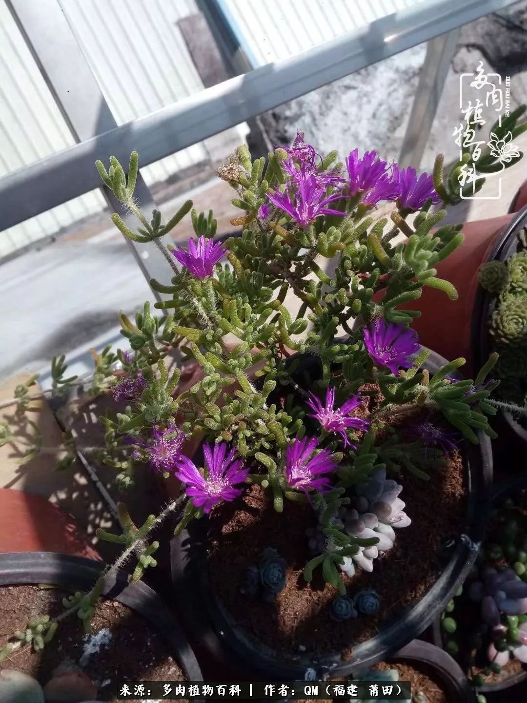 无尽的多肉！陪我走过七年人生之旅