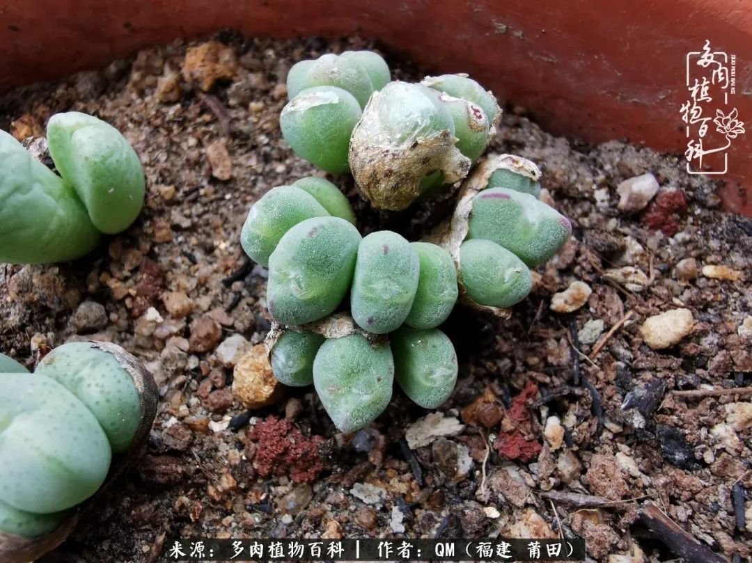 无尽的多肉!陪我走过七年人生之旅