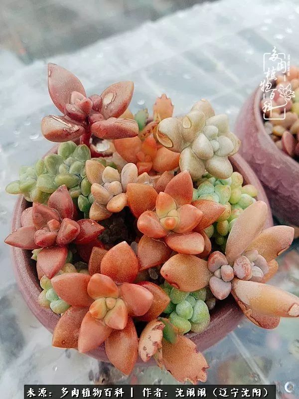 心若向阳无惧晴天,心若向阳不畏风雨