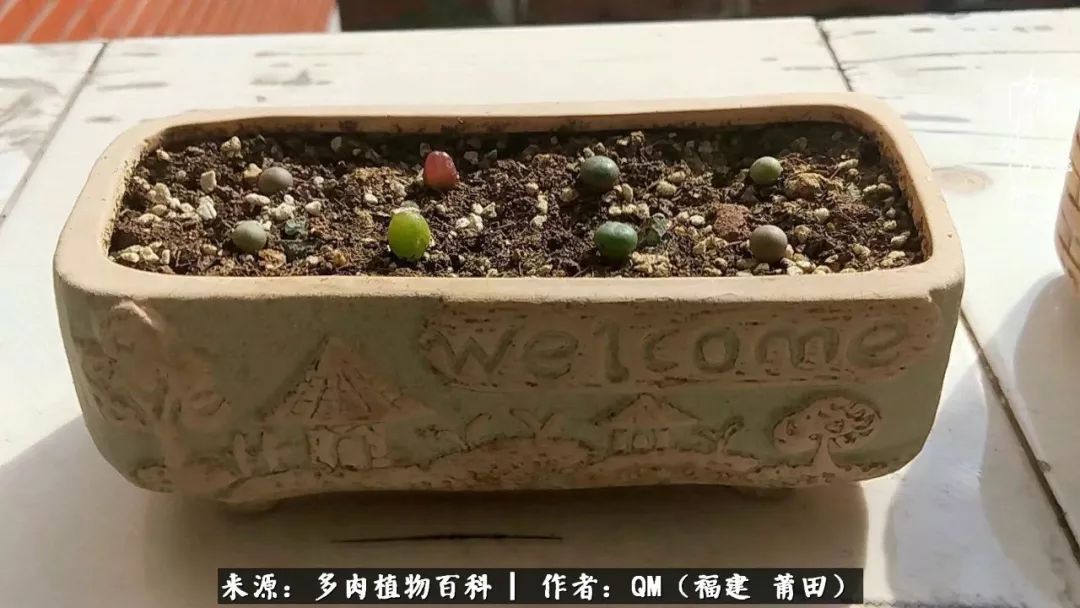 无尽的多肉!陪我走过七年人生之旅