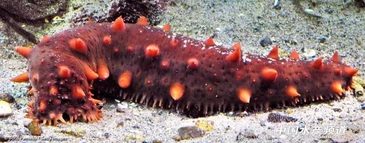 十大濒危海洋物种,19种含毒性海洋生物