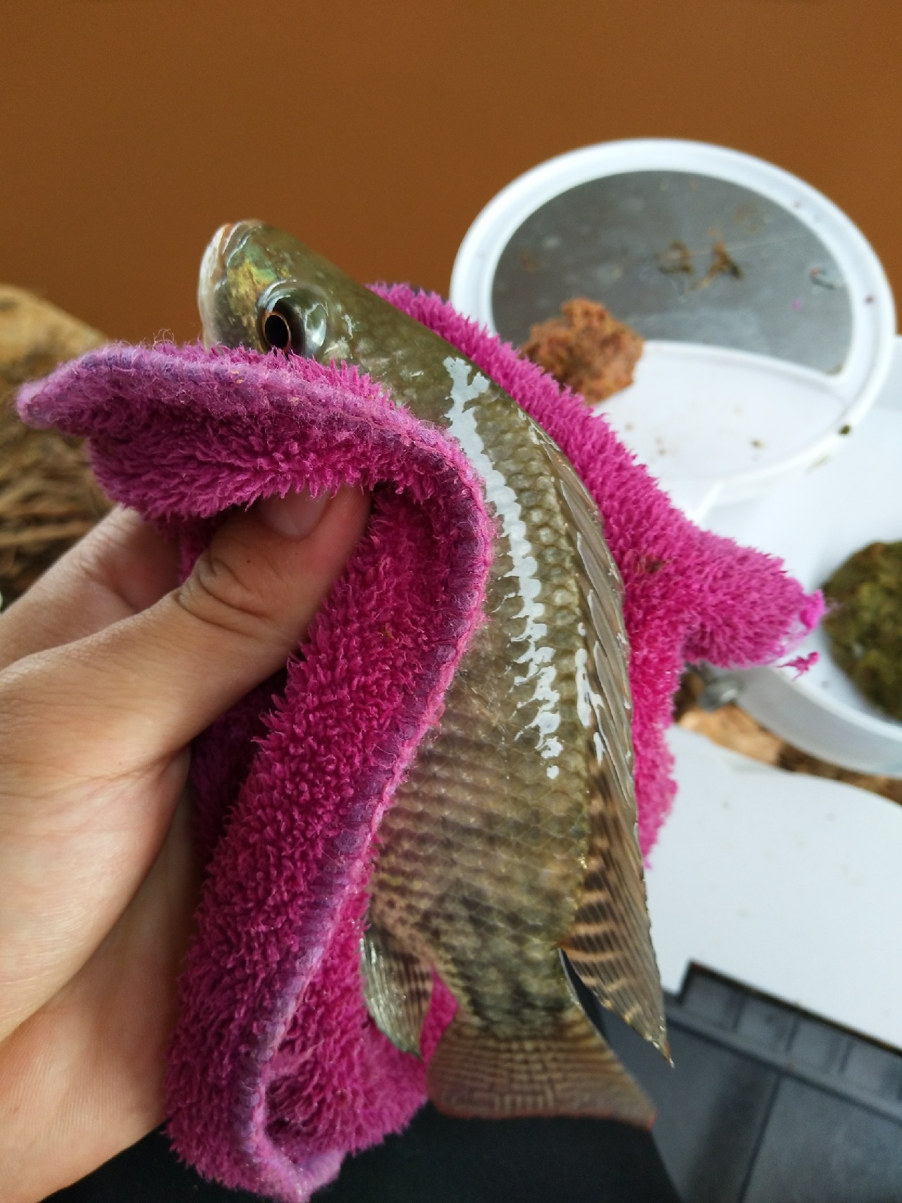 一不小心成坑冠，奈何狂拉还是败给网工...