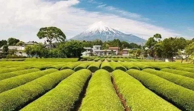 日本最精致农业在哪里,日本农业的精耕