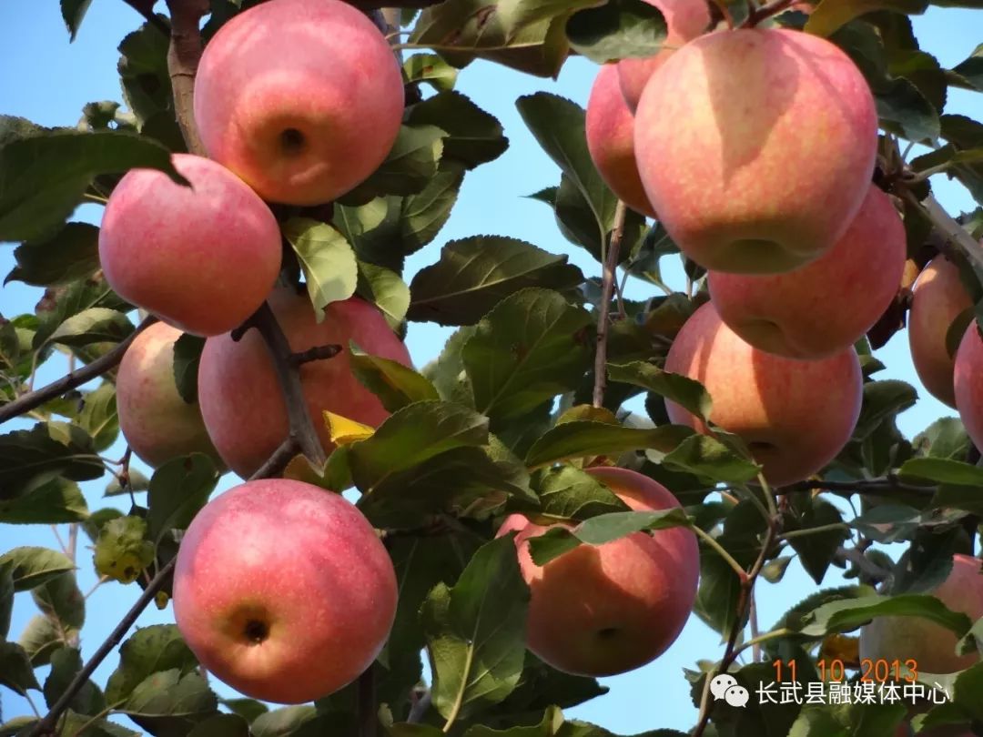 陕西长武苹果产业园,长武苹果基地